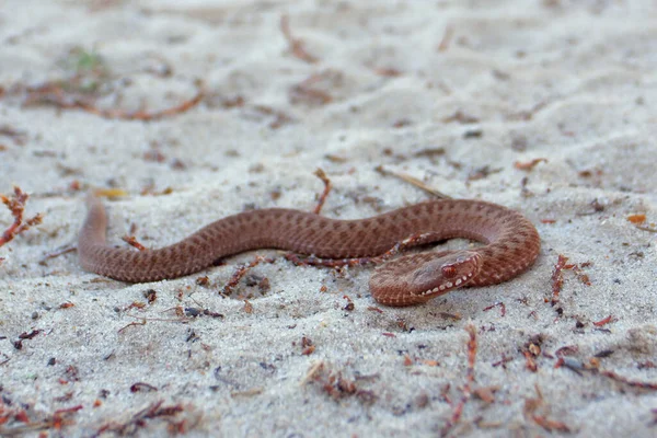 Poisonous snake. The viper crawls on the sand. Poison Viper. Snake Cub. Young viper. Little viper.