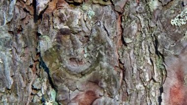 Old pine bark on which lichen grows