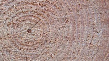 Circles on a sawed tree showing its age