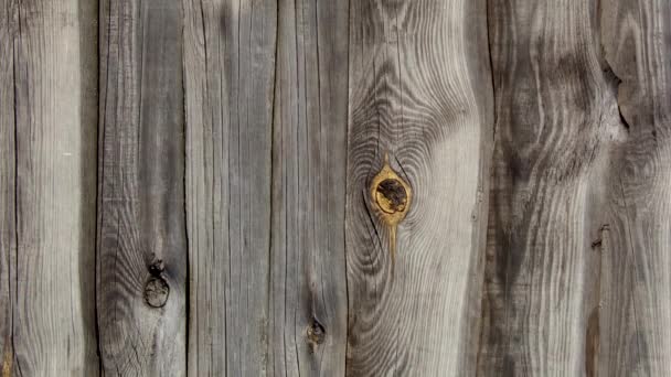 Old Fence Made Pine Boards Wooden Boards Old Pine Boards — Wideo stockowe