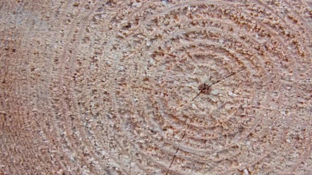 Κύκλοι Ένα Πριονισμένο Δέντρο Που Δείχνουν Την Ηλικία Του — Αρχείο Βίντεο