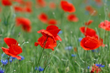 Flowers Red poppies and blue cornflowers blossom on wild field.