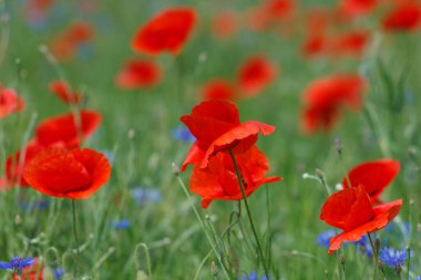 Çiçekler kırmızı gelincikler ve mavi çiçekler vahşi tarlada çiçek açar..