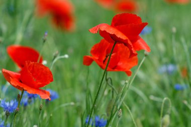 Çiçekler kırmızı gelincikler ve mavi çiçekler vahşi tarlada çiçek açar..