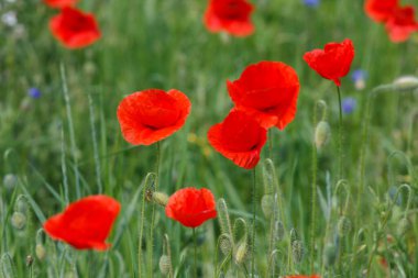 Çiçekler kırmızı gelincikler ve mavi çiçekler vahşi tarlada çiçek açar..