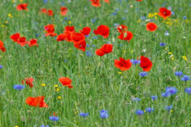 Çiçekler kırmızı gelincikler ve mavi çiçekler vahşi tarlada çiçek açar..