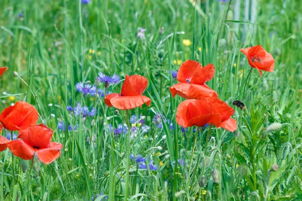 Flowers Red poppies and blue cornflowers blossom on wild field.