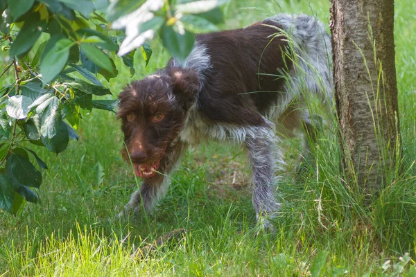 Dog Hunts Prey German Wirehaired Pointer Portrait — Stok Foto