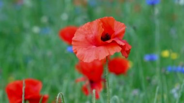 Flowers Red poppies blossom on wild field. Natural drugs. Glade of red poppies
