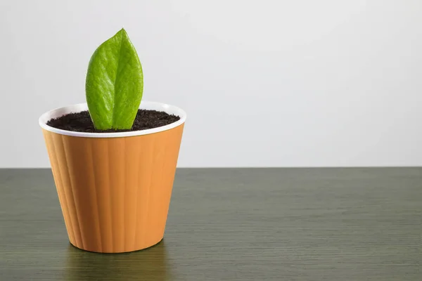 Beautiful Green Plant Orange Flowerpot — Foto Stock