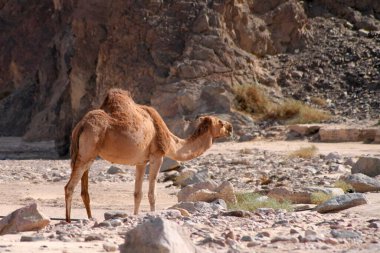 One-humped Egyptian camel stands near the stone mountain.