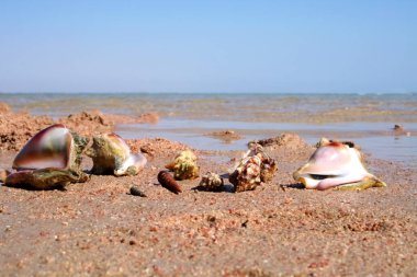 Cockleshells and a branch of coral lie on the beach. The riches of the red sea. Seascape.