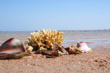Cockleshells and a branch of coral lie on the beach. The riches of the red sea. Seascape.