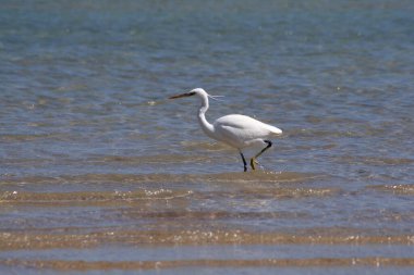 A white heron walks along the seashore. Sea bird. Exotic heron. A feathered inhabitant of the coast.