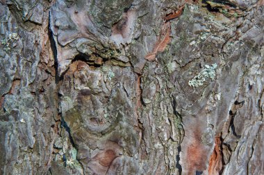 Old pine bark on which lichen grows