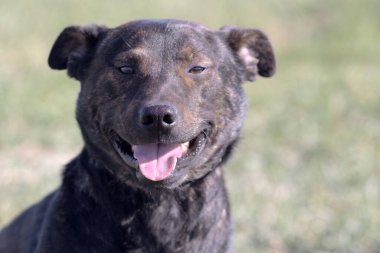 Brown dog. Staffordshire Terrier.The dog is smiling. Dog shows tongue.
