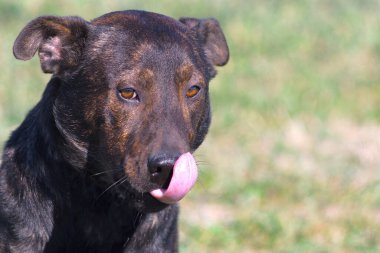 Brown dog. Staffordshire Terrier.The dog is smiling. Dog shows tongue.
