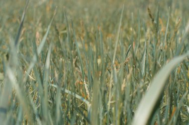 Green grass close-up. Green grass partially in defocus.