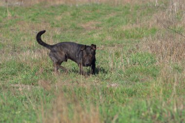 Brown dog tracks prey. Hunting dog. 