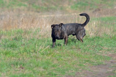 Brown dog tracks prey. Hunting dog. 