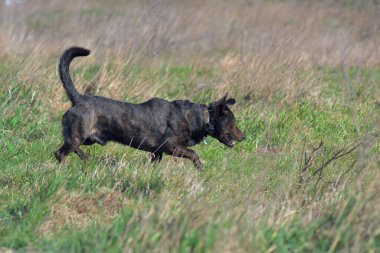 Brown dog tracks prey. Hunting dog. 
