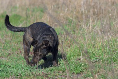 Brown dog sniffs the grass. Hunting dog. A hunting dog tracks down prey. Brown dog for a walk.