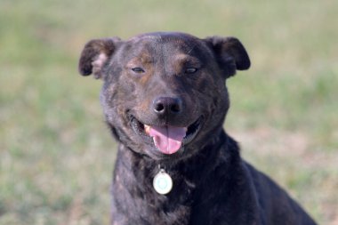 Brown dog. Staffordshire Terrier.The dog is smiling. Dog shows tongue.