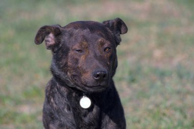 Close-up portrait of a dog. Brown pit bull. Terrible dog. Brown terrier.