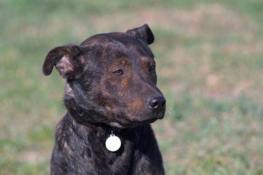 Close-up portrait of a dog. Brown pit bull. Terrible dog. Brown terrier.
