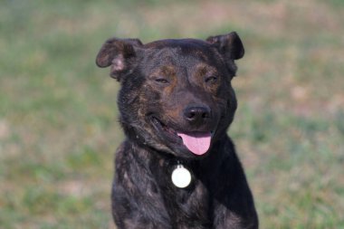 Brown dog. Staffordshire Terrier.The dog is smiling. Dog shows tongue.