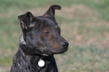 Close-up portrait of a dog. Brown pit bull. Terrible dog. Brown terrier.