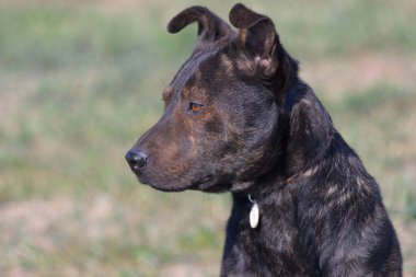Close-up portrait of a dog. Brown pit bull. Terrible dog. Brown terrier.