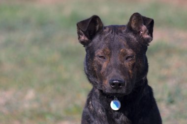 Close-up portrait of a dog. Brown pit bull. Terrible dog. Brown terrier.