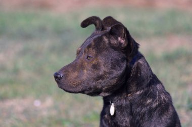 Close-up portrait of a dog. Brown pit bull. Terrible dog. Brown terrier.