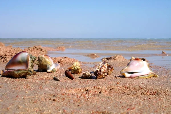 Cockleshells and a branch of coral lie on the beach. The riches of the red sea. Seascape.