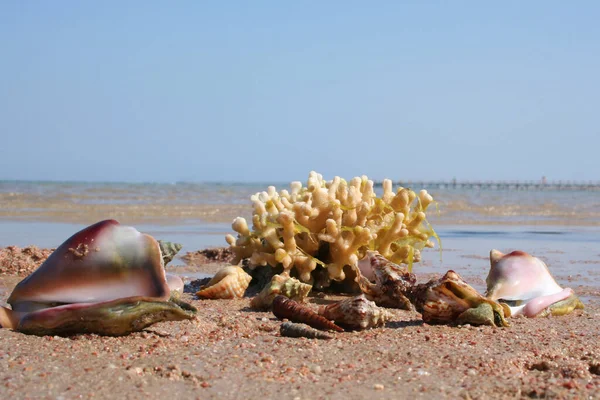 Cockleshells and a branch of coral lie on the beach. The riches of the red sea. Seascape.