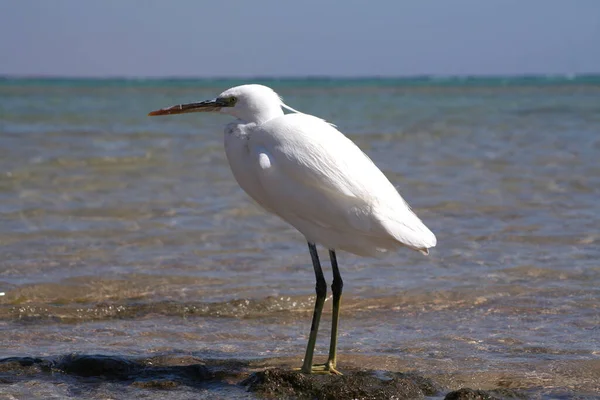 A white heron walks along the seashore. Sea bird. Exotic heron. A feathered inhabitant of the coast.