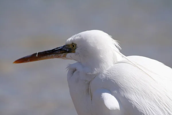 A white heron walks along the seashore. Sea bird. Exotic heron. A feathered inhabitant of the coast.