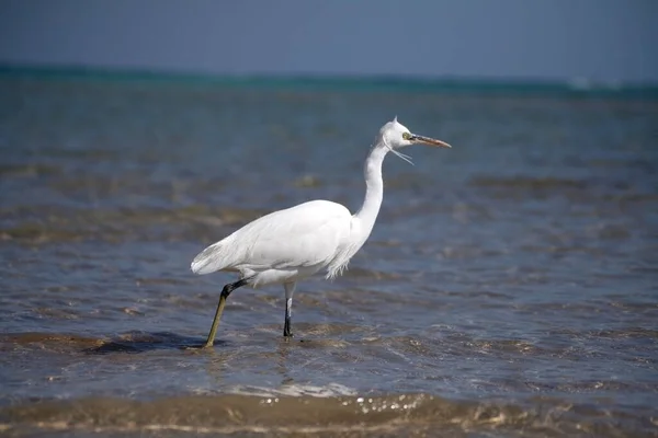 A white heron walks along the seashore. Sea bird. Exotic heron. A feathered inhabitant of the coast.