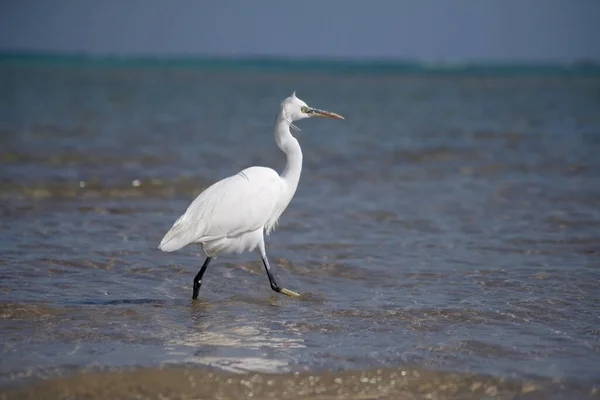 A white heron walks along the seashore. Sea bird. Exotic heron. A feathered inhabitant of the coast.