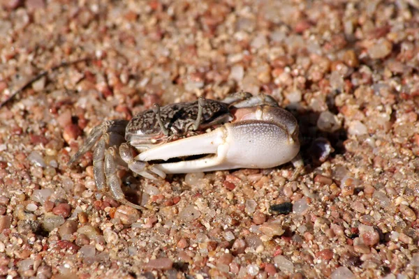 Crab Big Small Claws Little Crab Shore — Stok fotoğraf