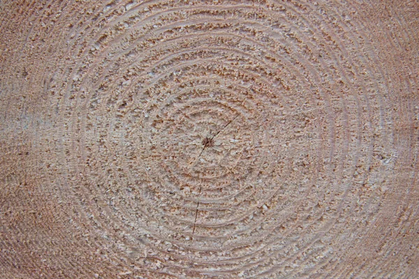 Circles Sawed Tree Showing Its Age Cut Tree Pattern Wood — Fotografia de Stock