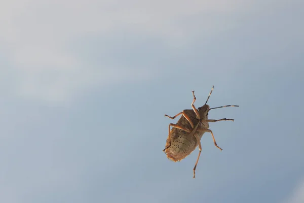 Stinky Bug Window — Foto Stock