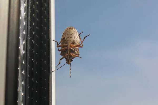 Stinker beetle on the window frame