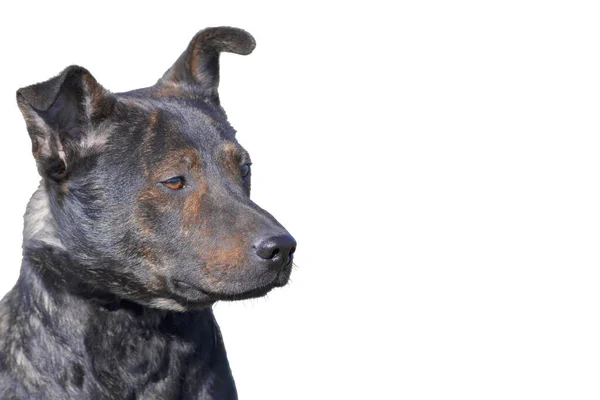 Close Portrait Dog Brown Pit Bull Terrible Dog Brown Terrier — Stok fotoğraf