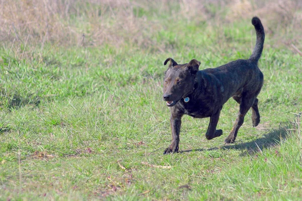Brown Dog Runs Grass Hunting Dog — стоковое фото
