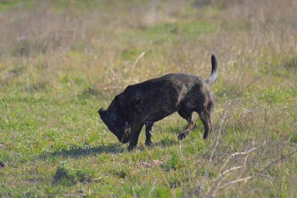 Brown dog tracks prey. Hunting dog.