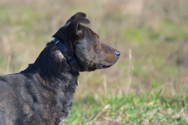 Brown Dog Tracks Prey Hunting Dog — 스톡 사진