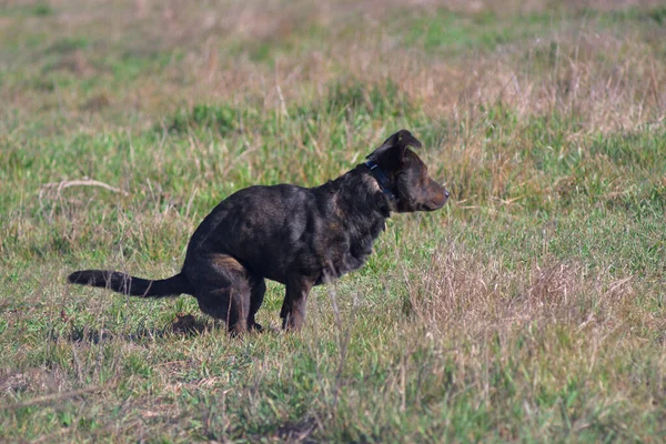 Pit Bull Brown Dog Poop Brown Dog Walks Park Domestic — стоковое фото