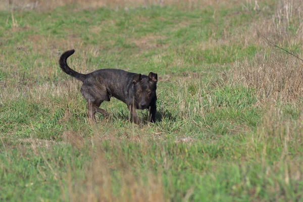 Brown dog tracks prey. Hunting dog.